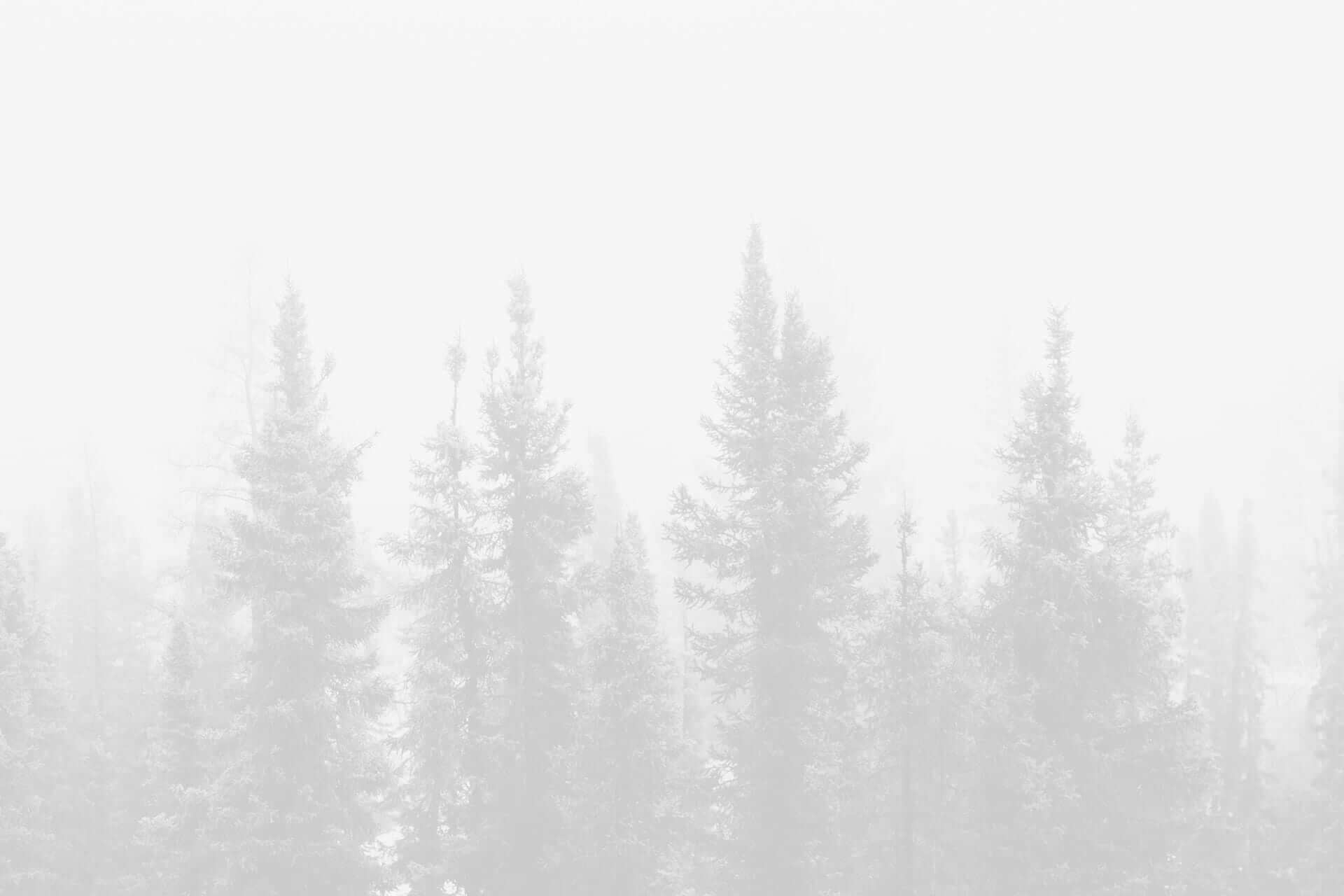 A monochrome image of a dense forest with tall conifer trees obscured by heavy fog.