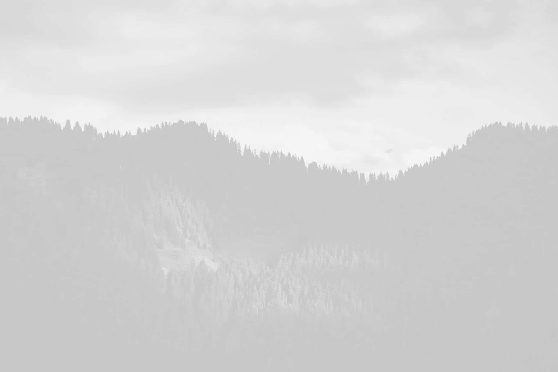 Black and white image of a misty forested mountain landscape with dense tree coverage and low cloud cover.